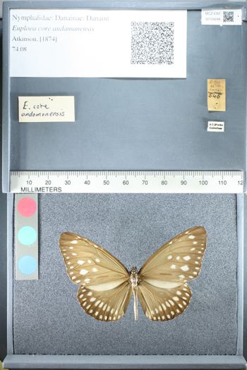 Media type: image;   Entomology 159248
